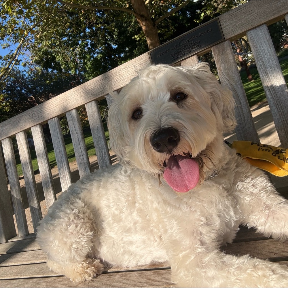 Meet your Posher, Rhecy